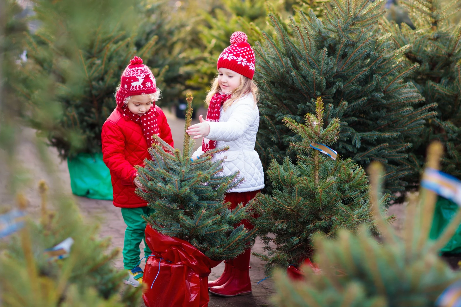 two children picking up christmas trees