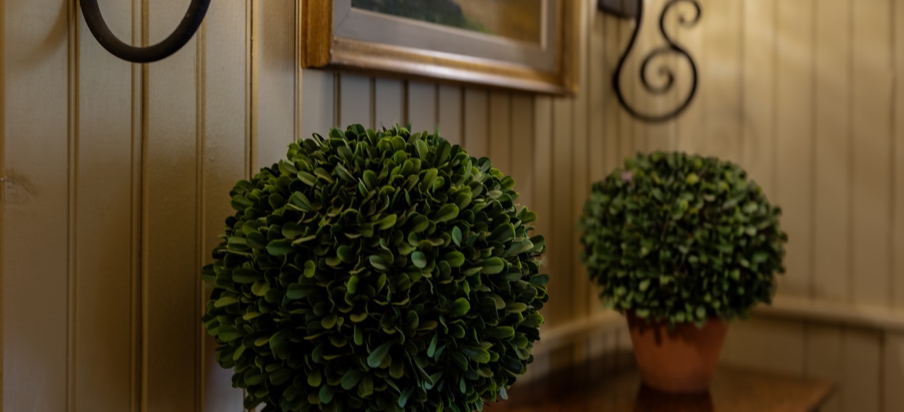 two plants on a table