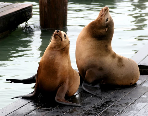 san francisco sea lions
