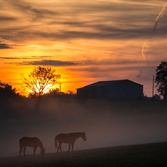 horses grazing in a field with a building in the background