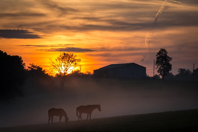 horses grazing in a field with a building in the background