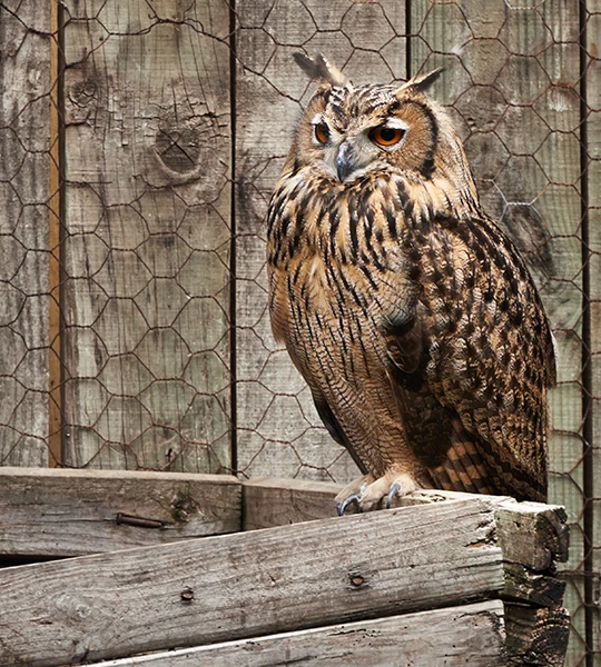 an owl sitting on a fence