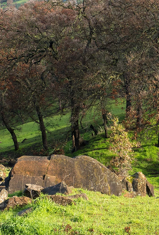 a large rock on a grassy hill with trees