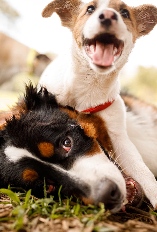 a dog lying on another dog's head