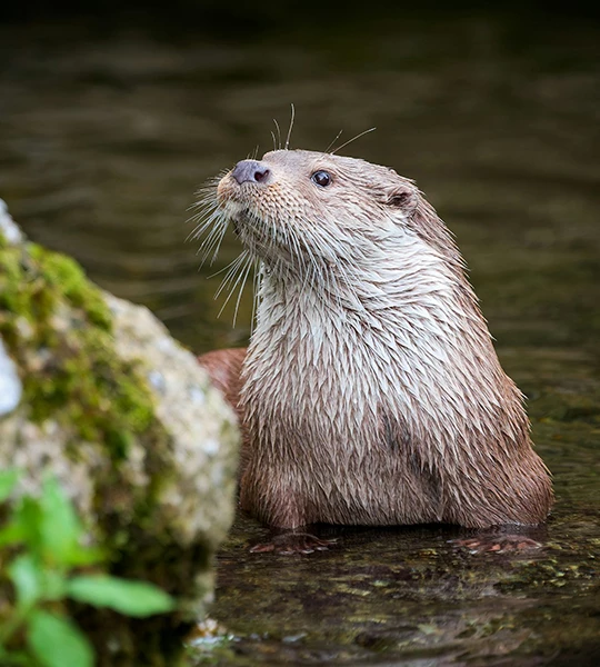 an otter in the water