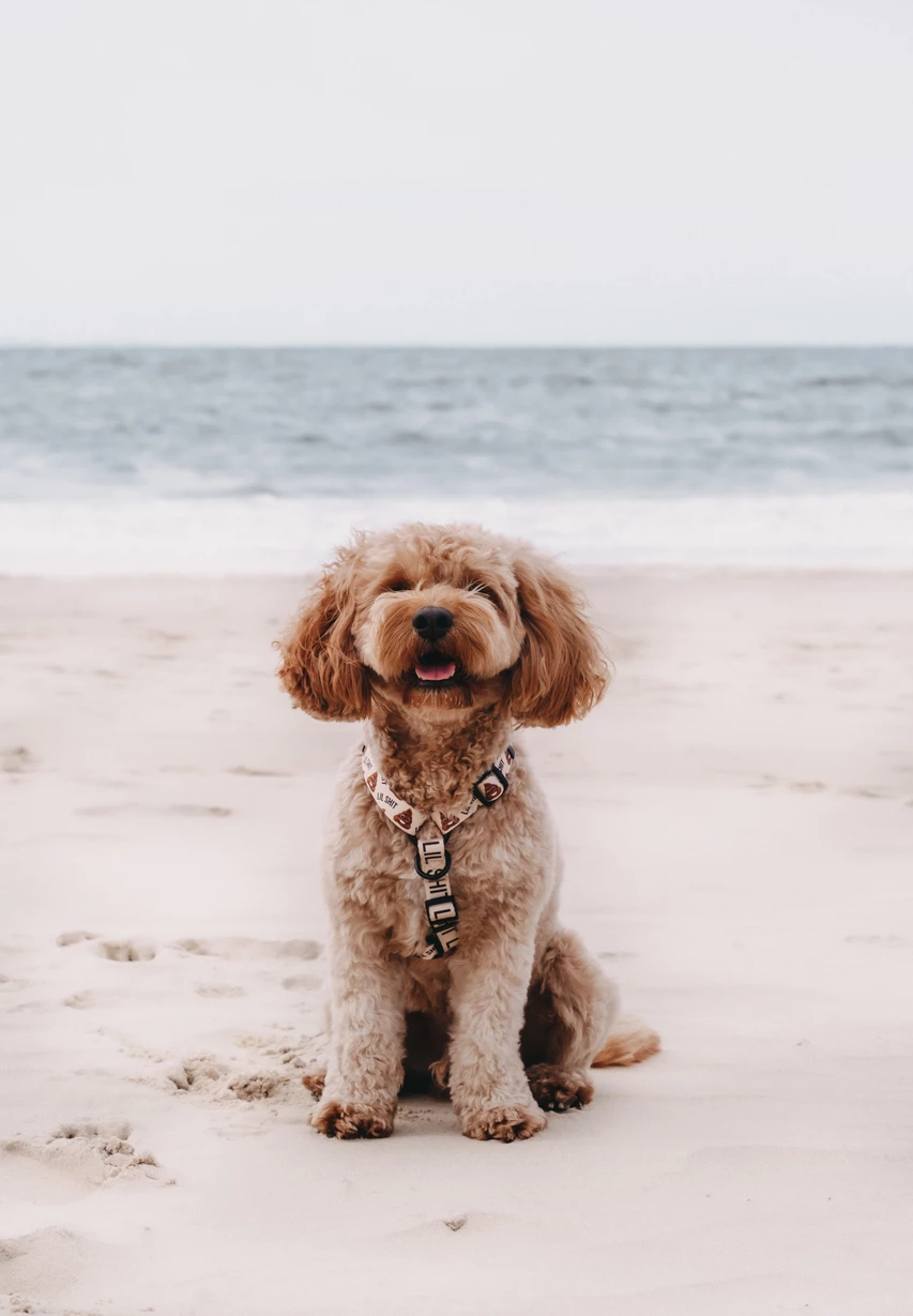 a dog sitting on a beach