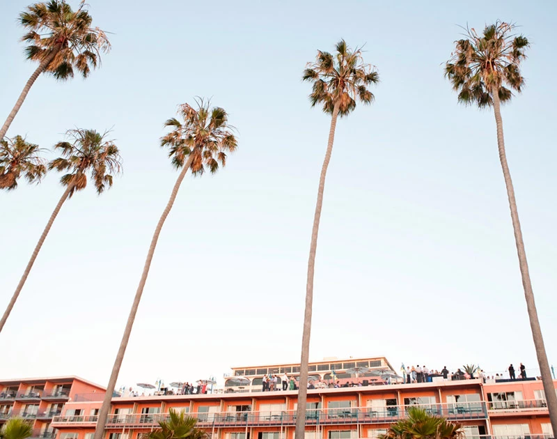tall thin palm trees in the sky