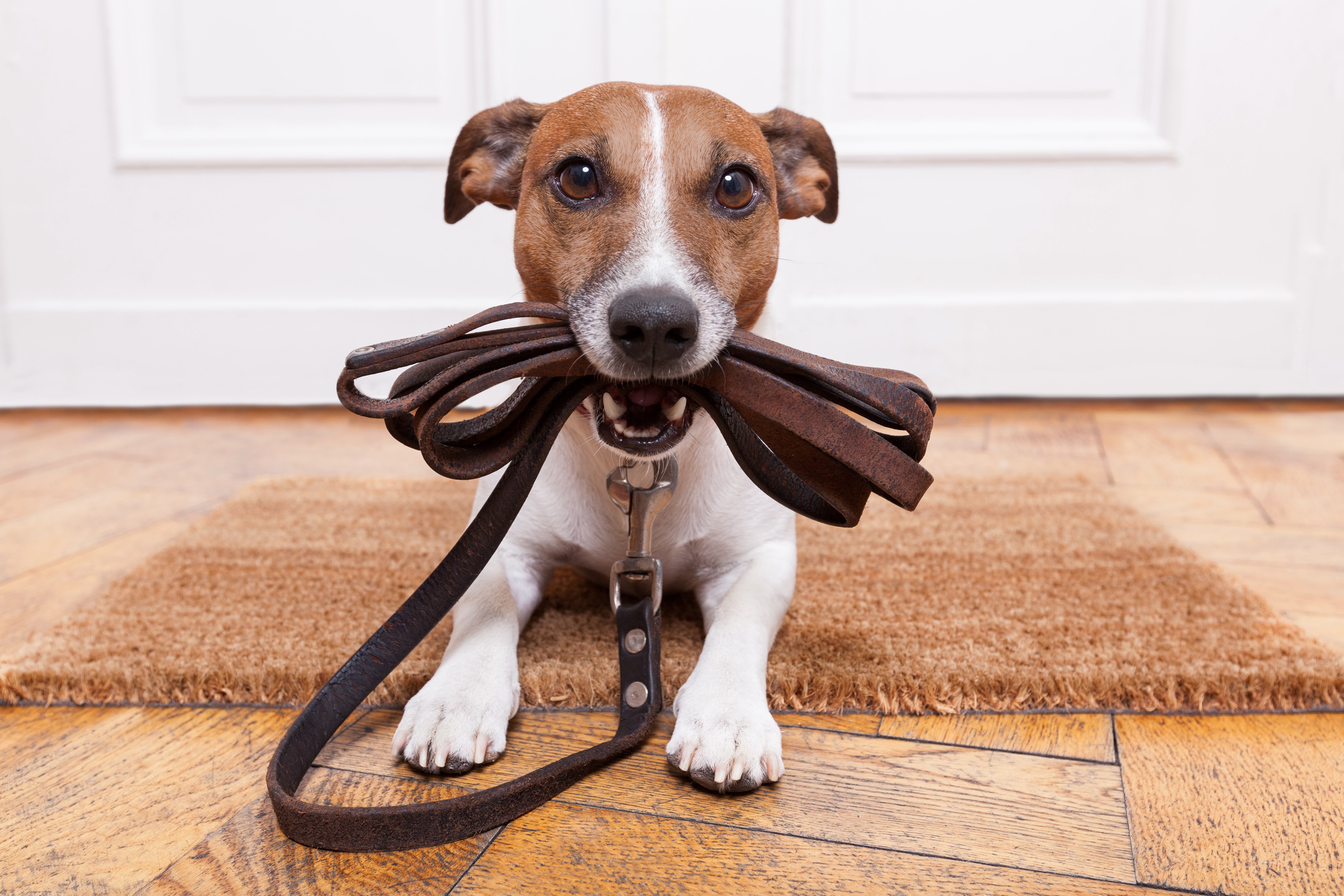 a dog with a leash in its mouth