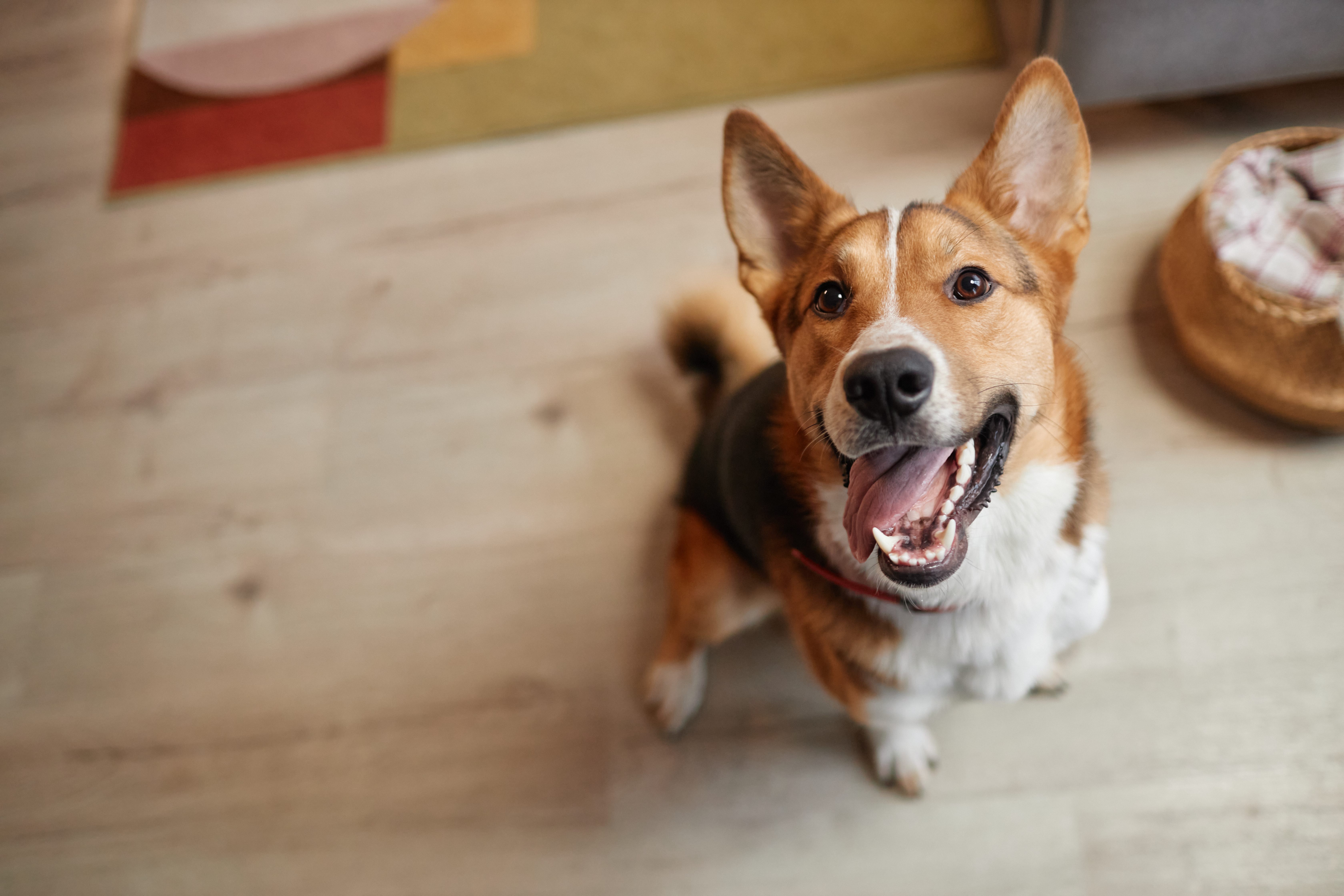 a dog sitting on the floor