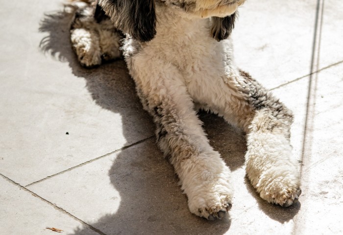 a dog lying on the ground next to a bowl of food