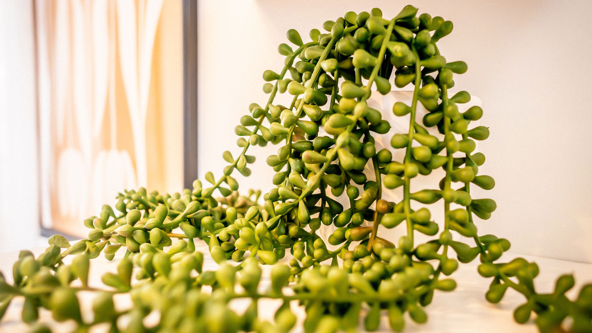 a green plant on a table