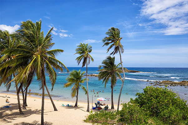 a beach with palm trees and people on it