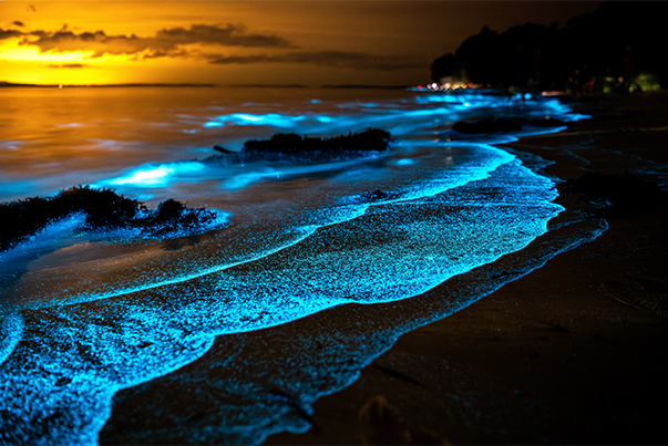 glowing blue glowing seaweed on a beach