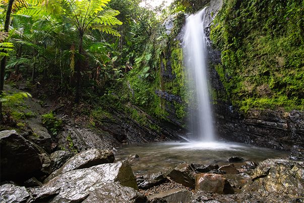a waterfall in a forest