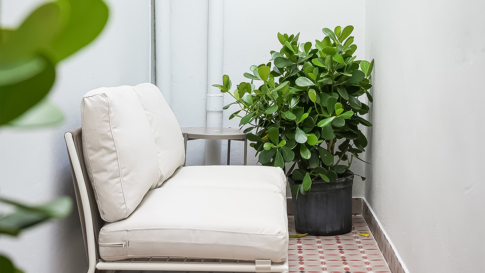 a couch and a plant in a pot