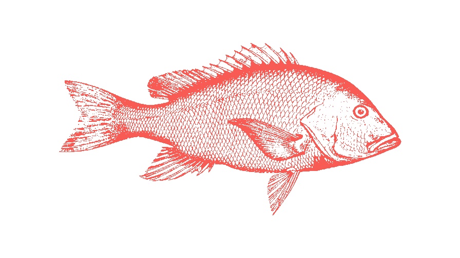 a red fish on a black background