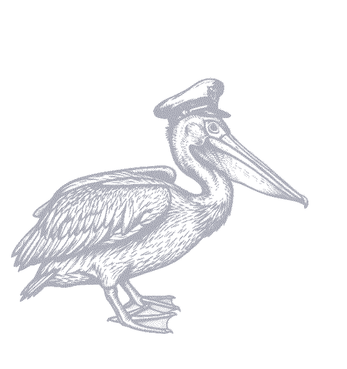 a drawing of a pelican