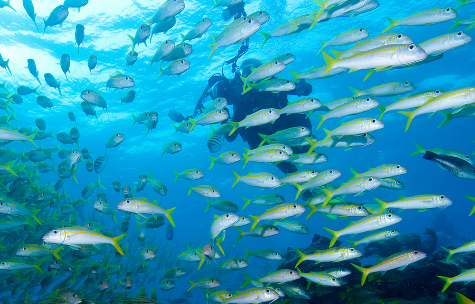 a scuba diver swimming in the ocean with many fish