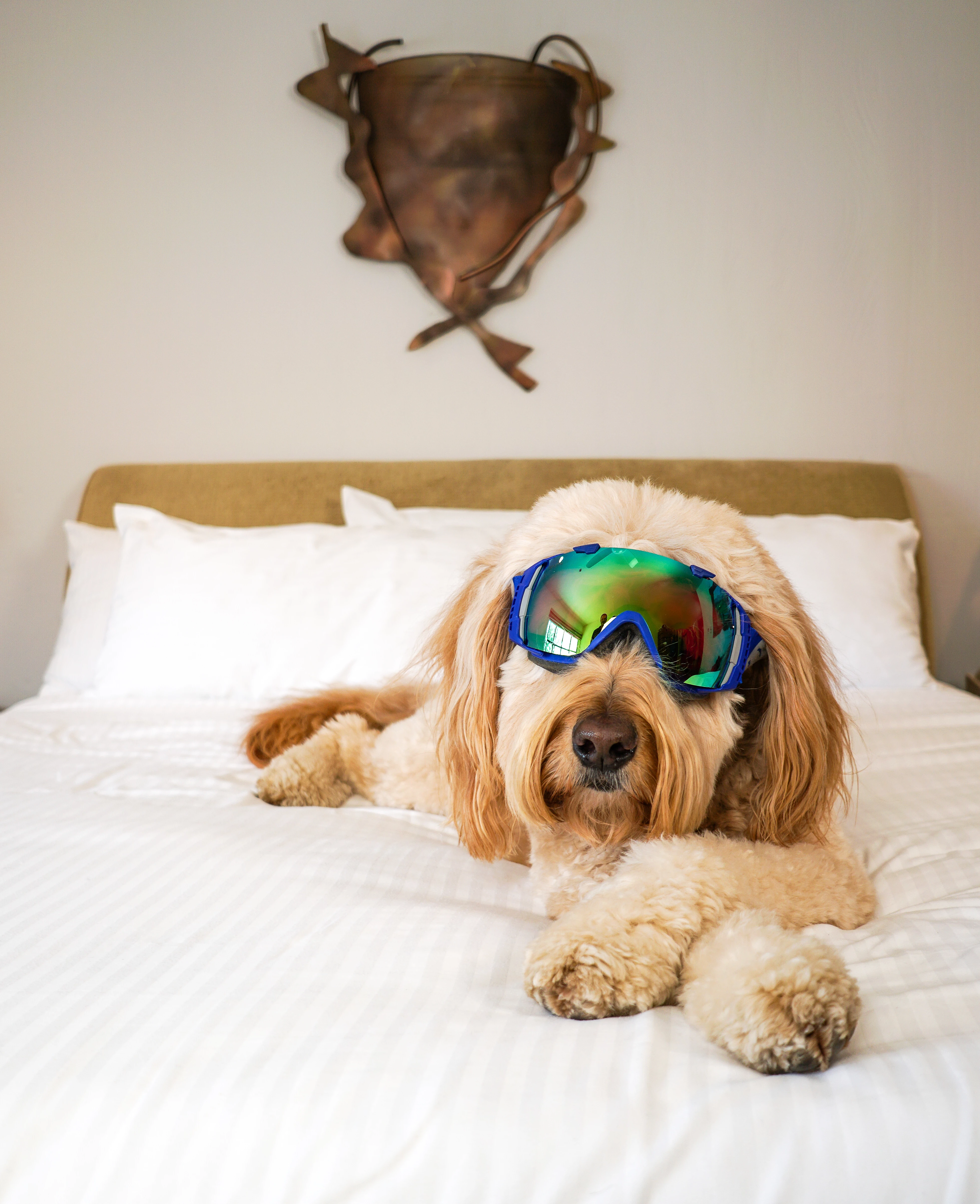 dog sitting on bed with ski goggles