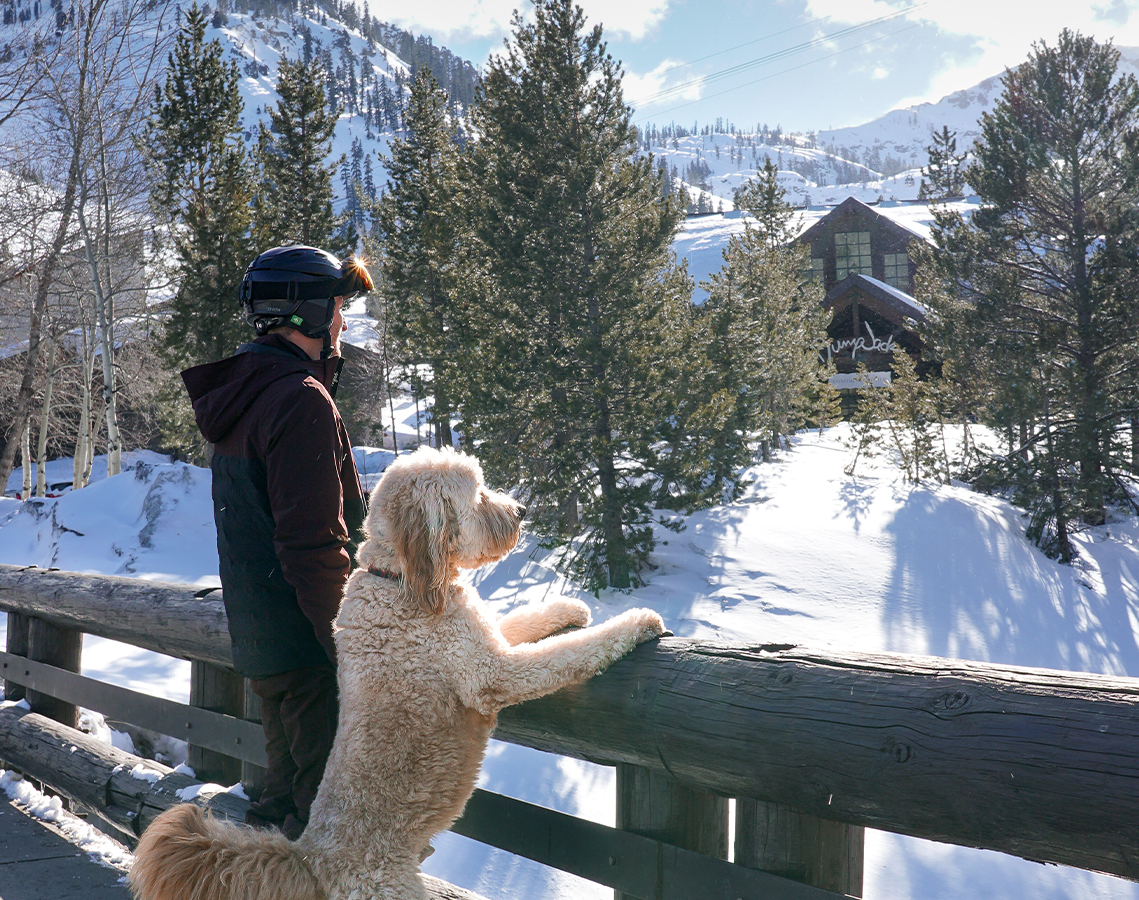 a man and dog looking at trees in the snow