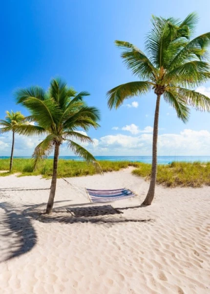 a hammock between palm trees on a beach