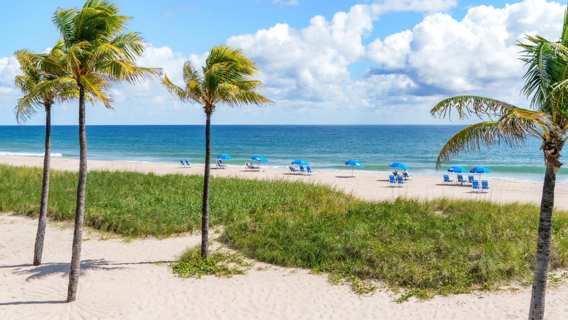 a beach with palm trees and umbrellas