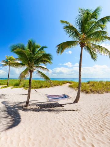 a hammock between palm trees on a beach