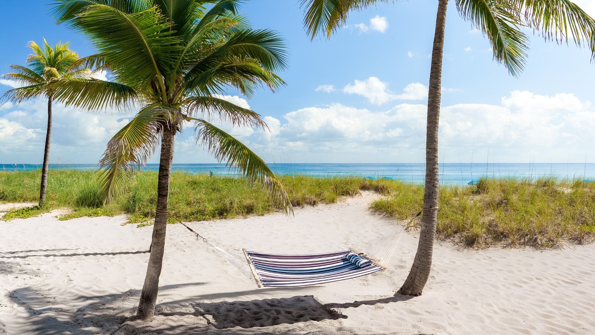 a hammock between palm trees on a beach