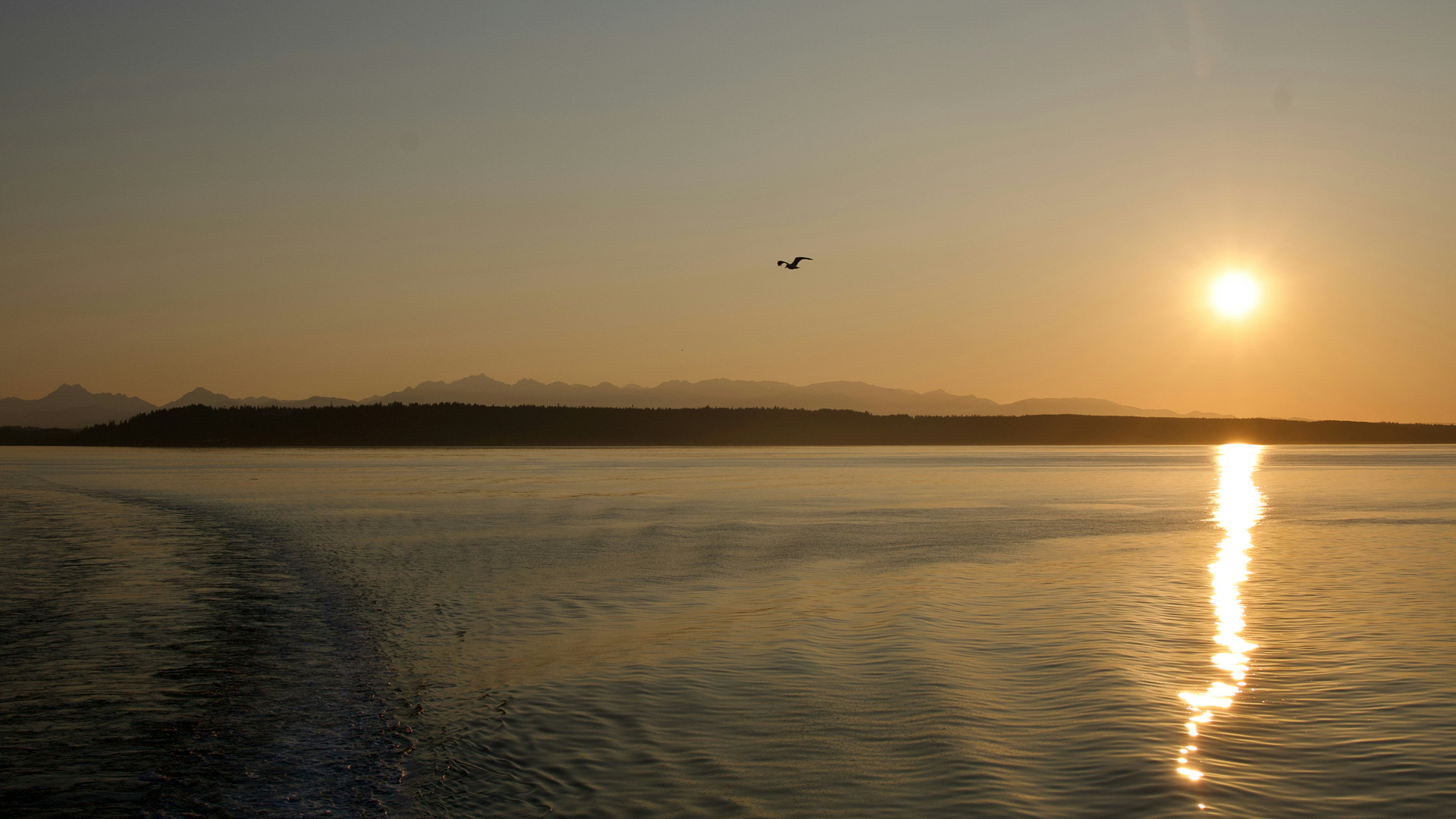 a bird flying over a body of water