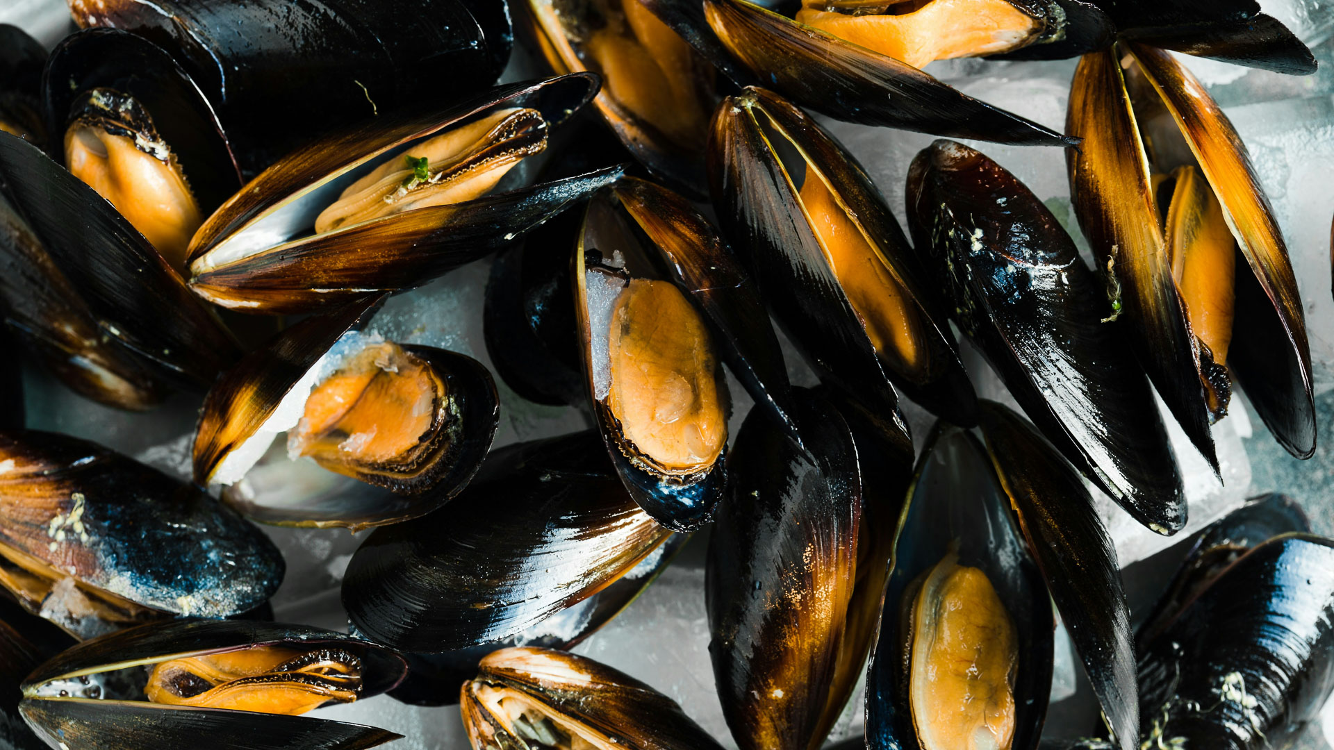 a group of mussels on ice