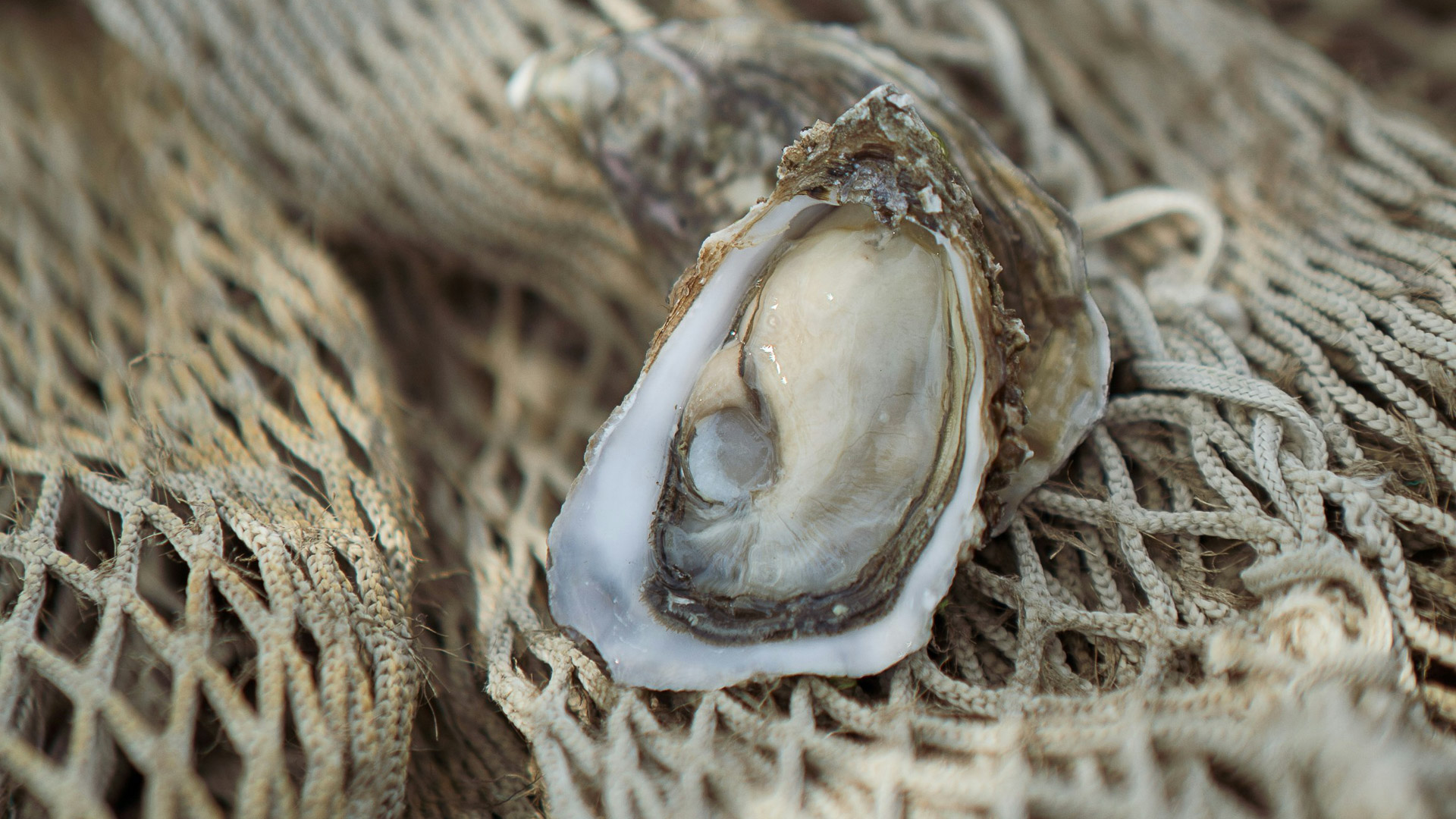 a oyster on a fishing net