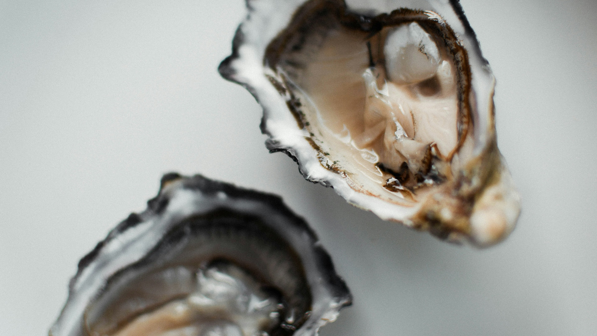 a close up of a shell