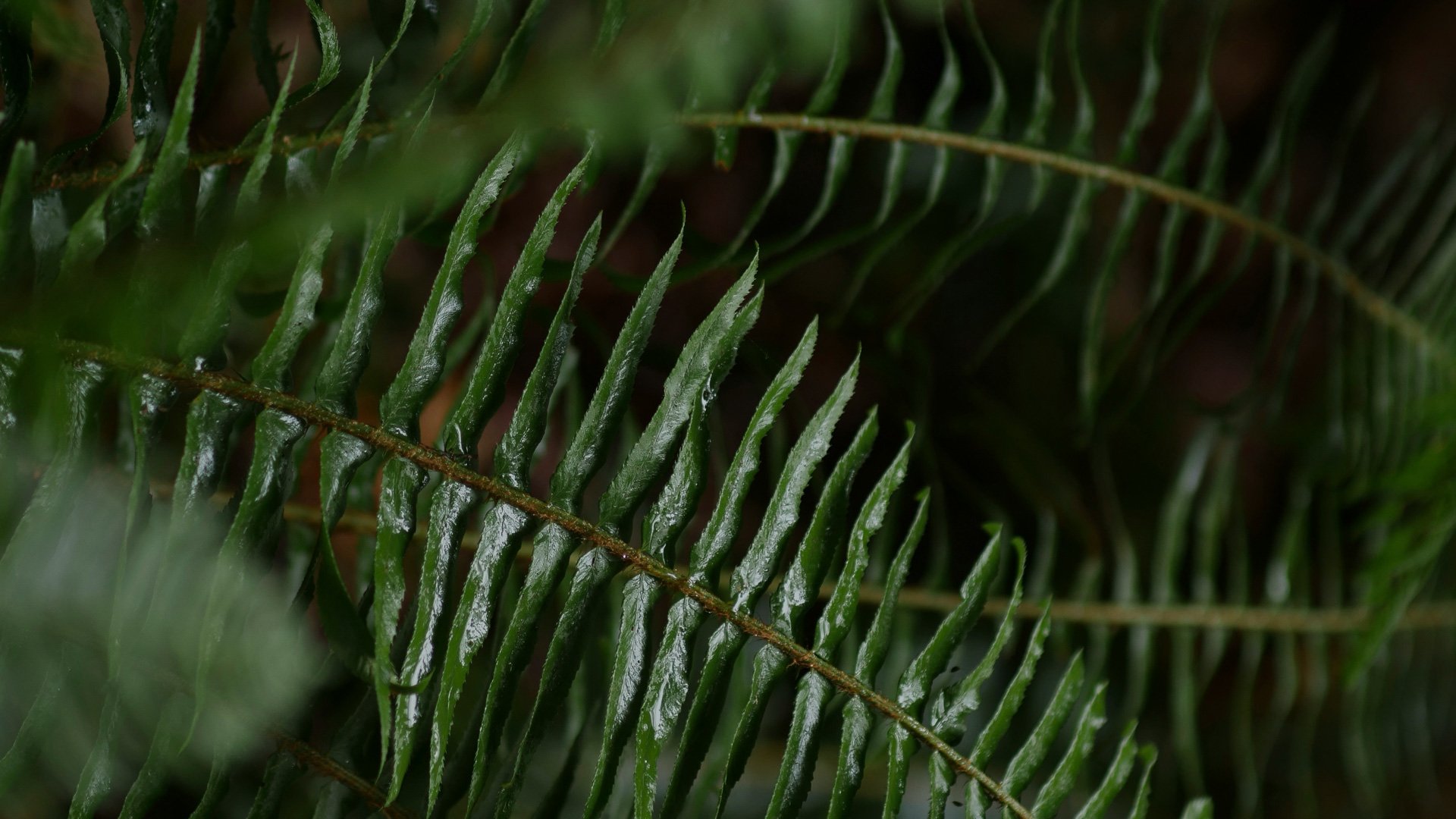 a close up of a fern leaf