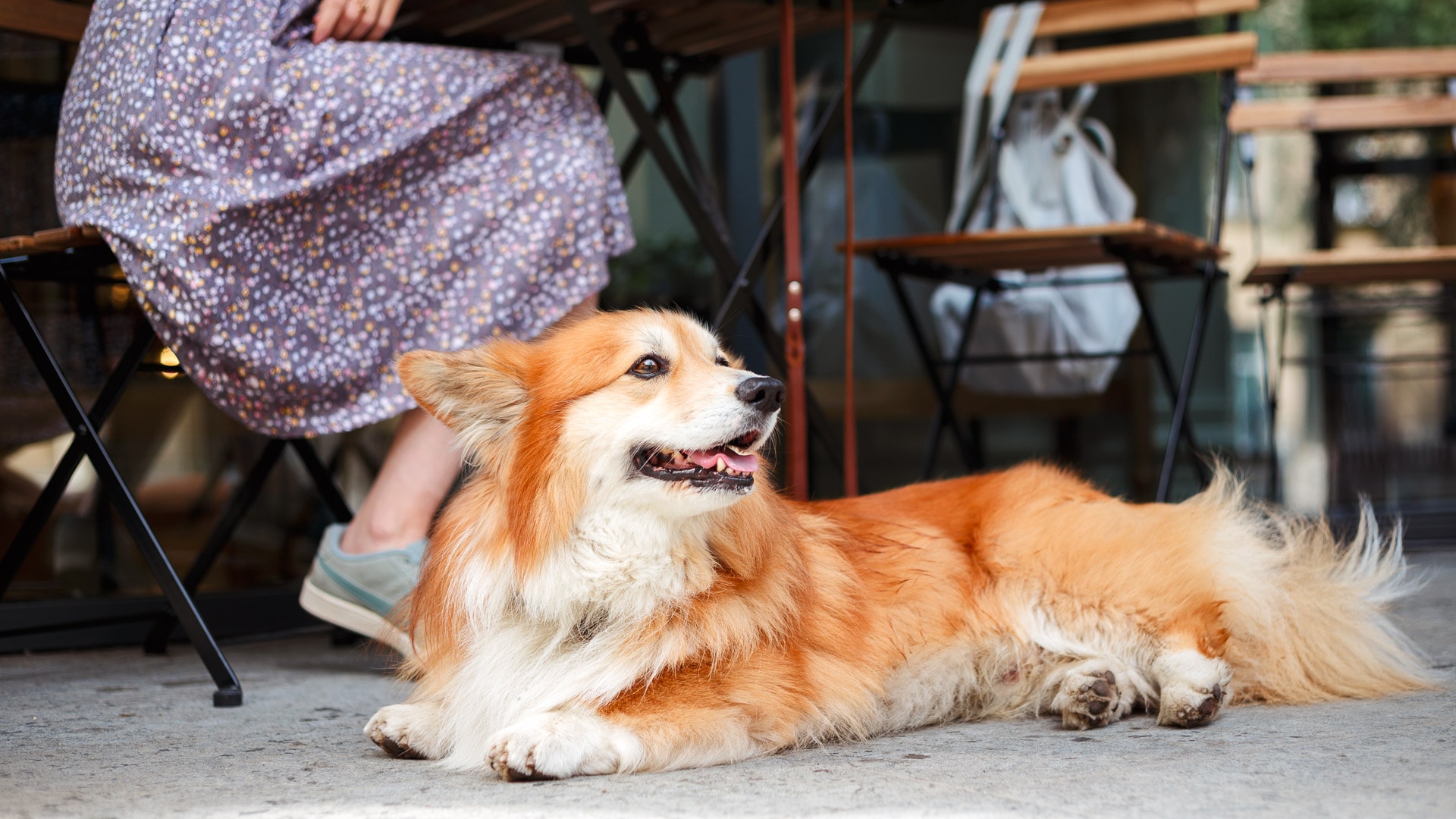 a dog lying on the ground