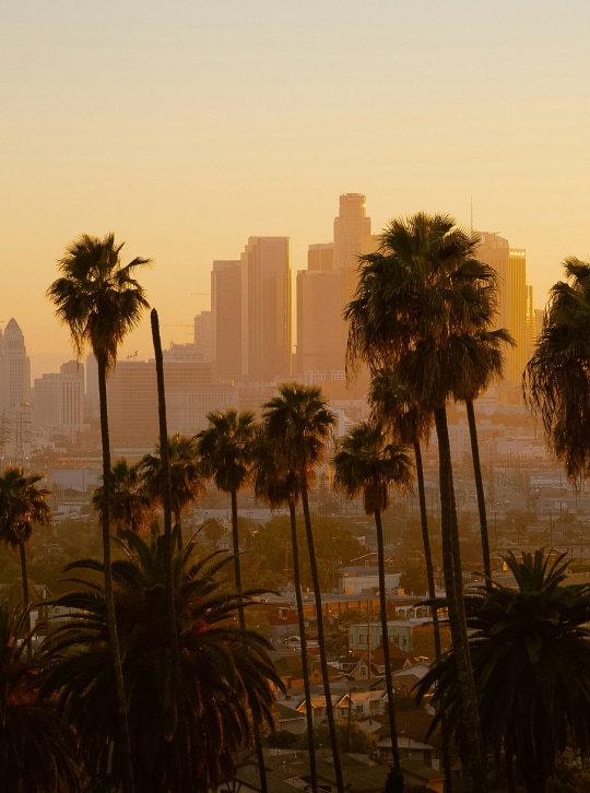 a group of palm trees in front of a city