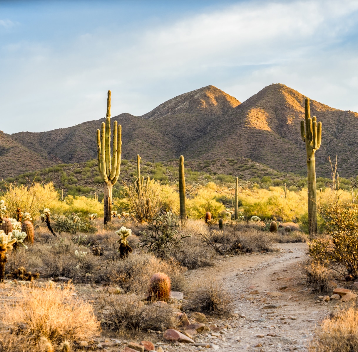 a dirt road leading to cacti and mountains