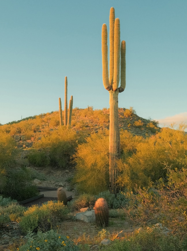 a cactus in a desert