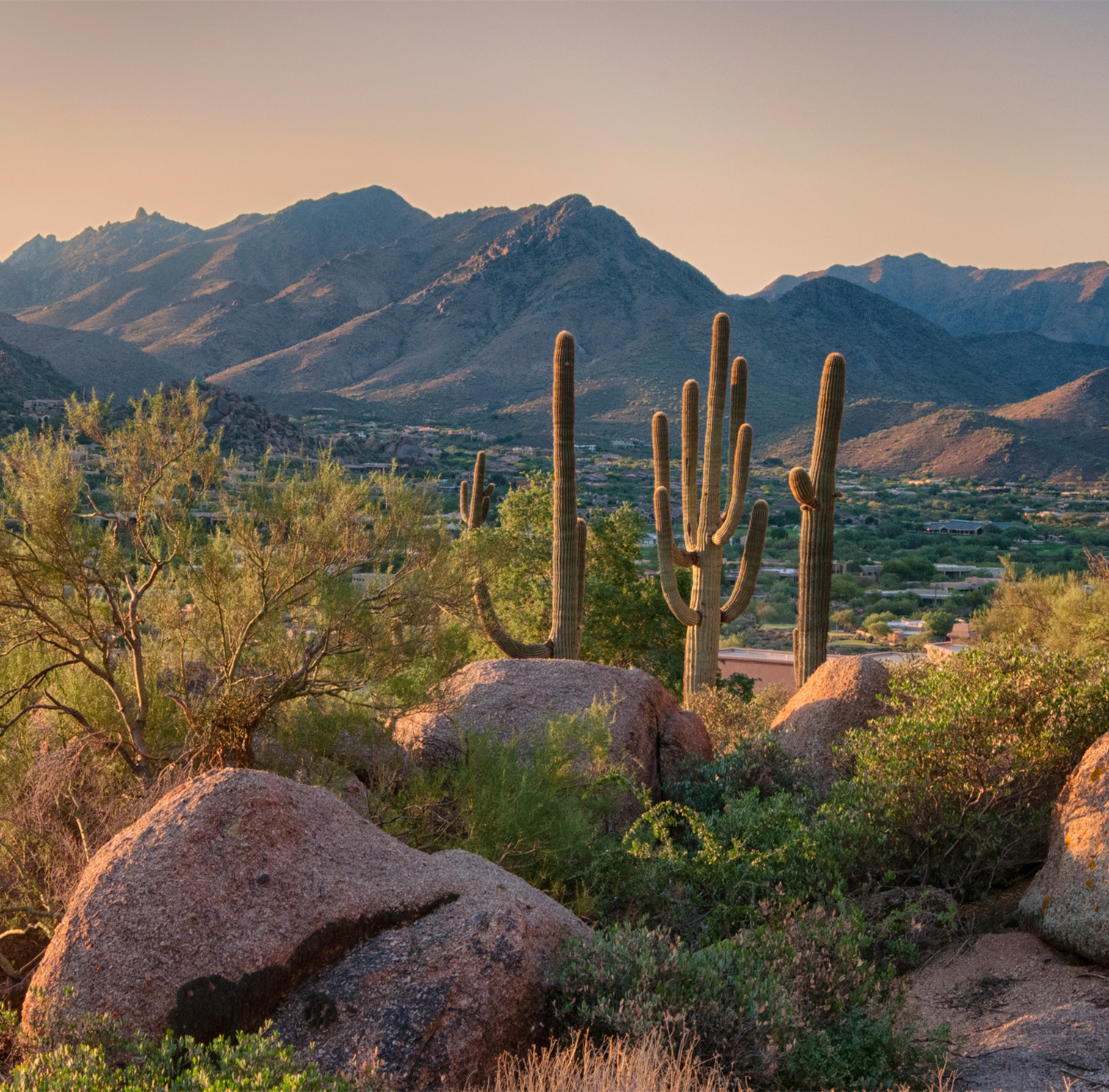 a cactus and rocks in a desert