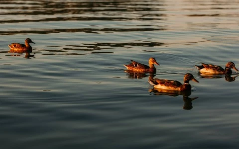 a pair of ducks swimming in water