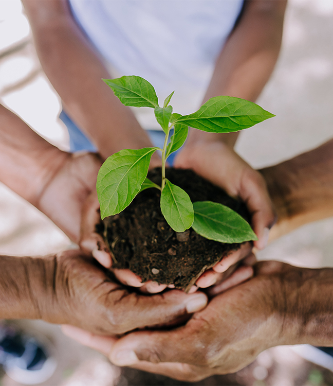 hands holding a small plant