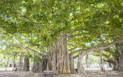 banyan tree