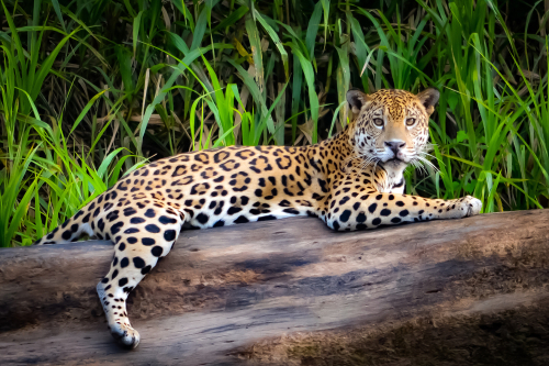 jaguar cat at the zoo