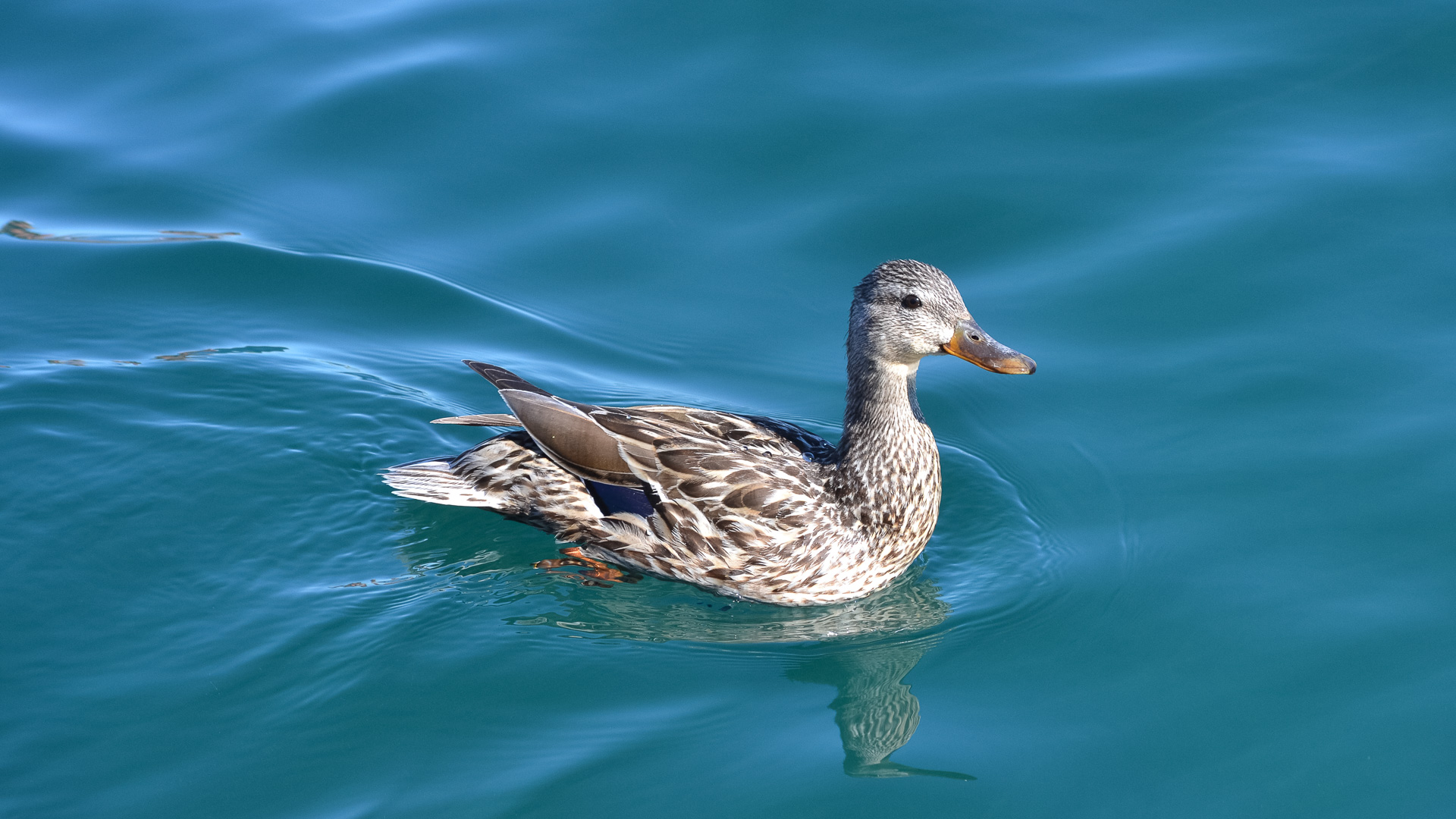 a duck swimming in the water
