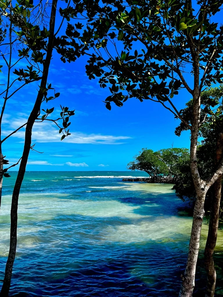 a body of water with trees and blue sky