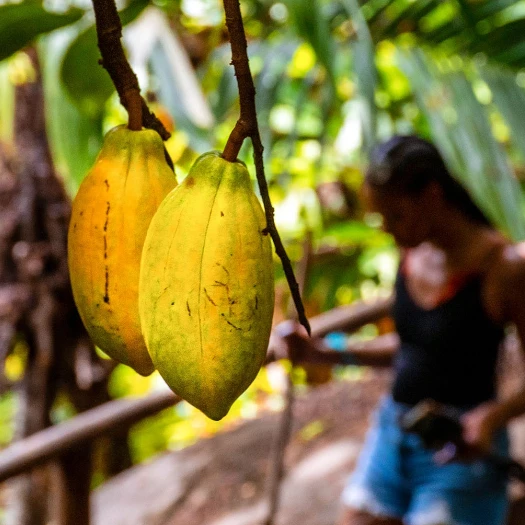 a fruit from a tree