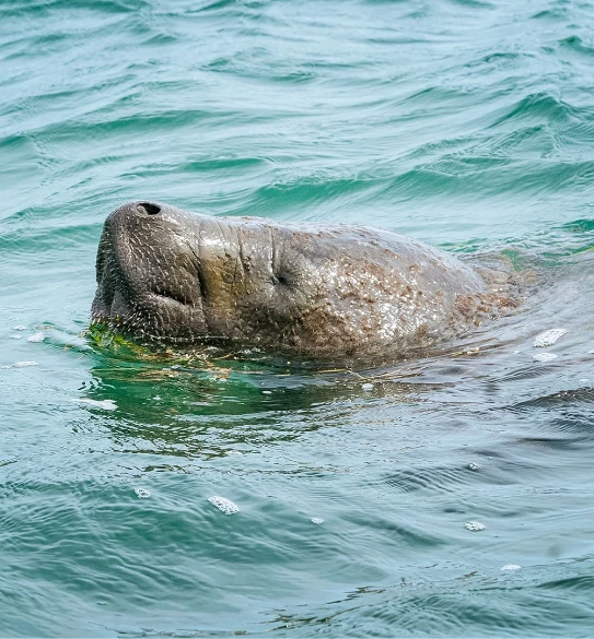 a sea animal swimming in the water