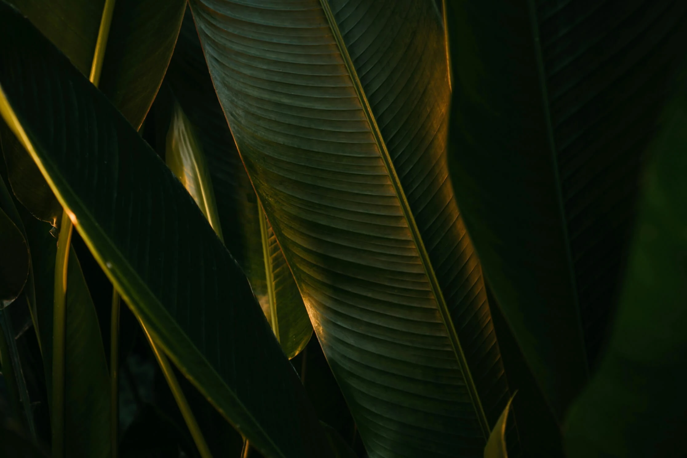 a close up of a leaf