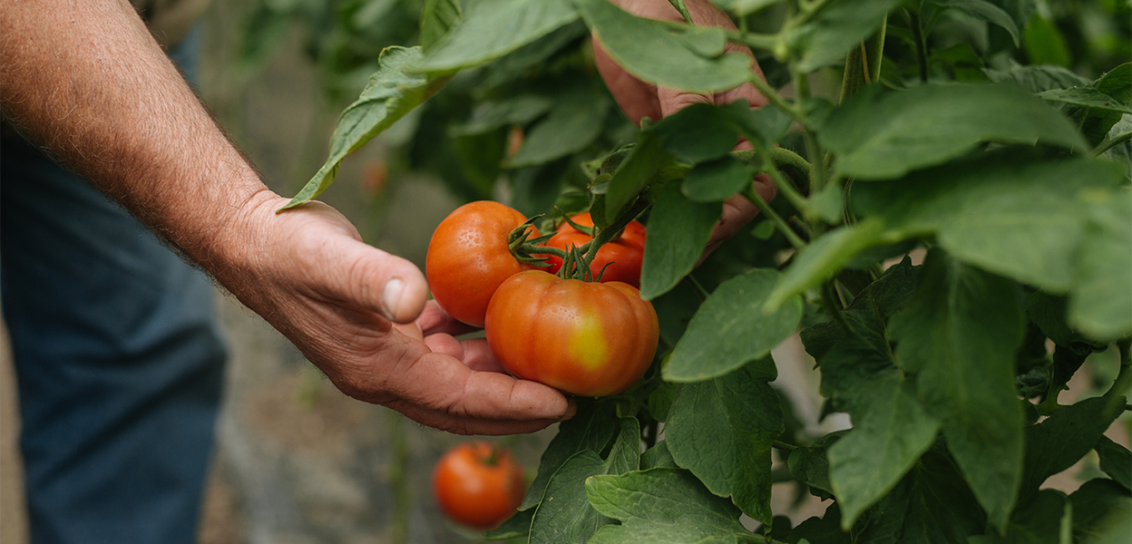 a person holding tomatoes on a plant