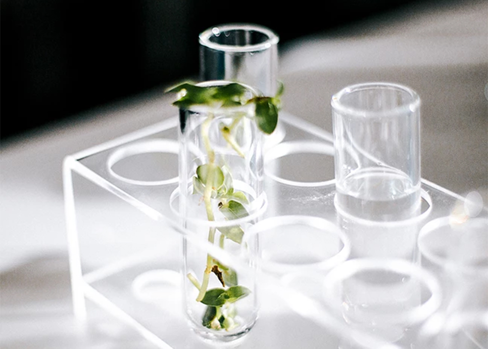 a test tubes with plants in them