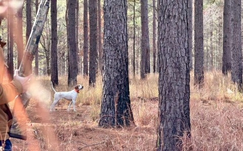 a dog standing in a forest